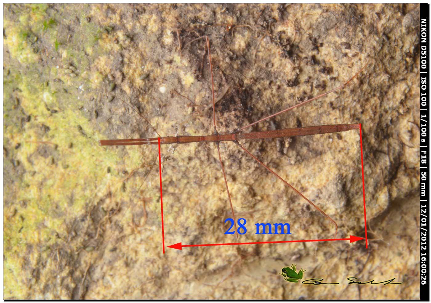 eterottero Reduviidae Emisinae della Sardegna